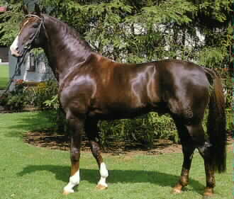 Donnerhall at Home