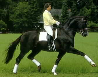 Donnerhall being ridden by Karin Rehbein
