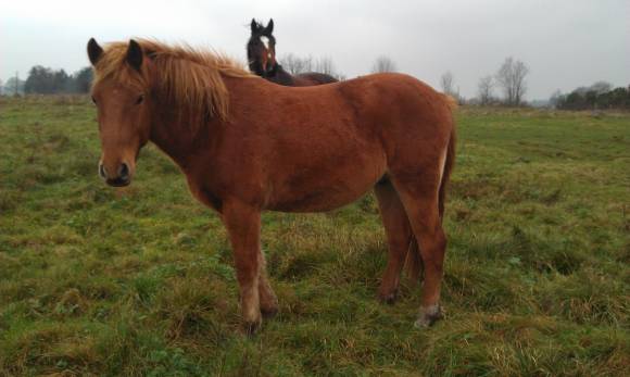 D-ponny, New forest kille. H�star s�ljes